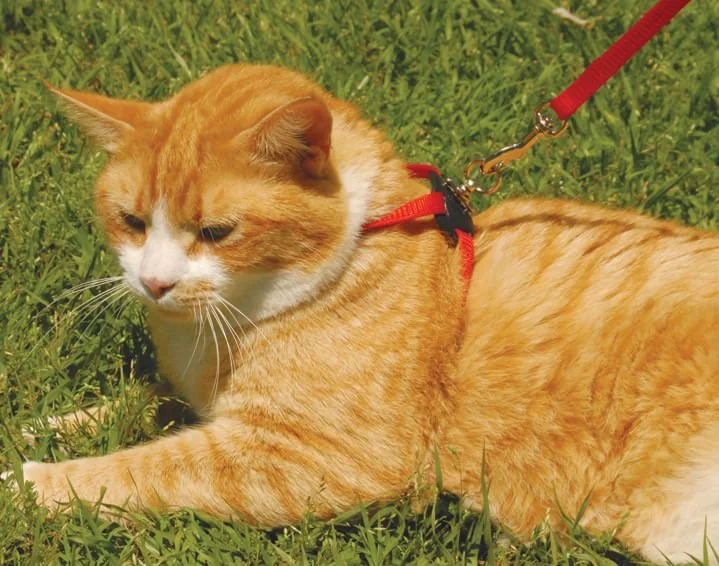 Size Right! Adjustable Cat Harness