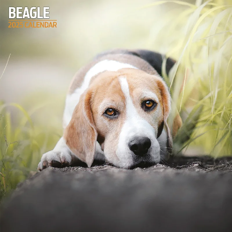 Beagle Traditional Calendar 2025