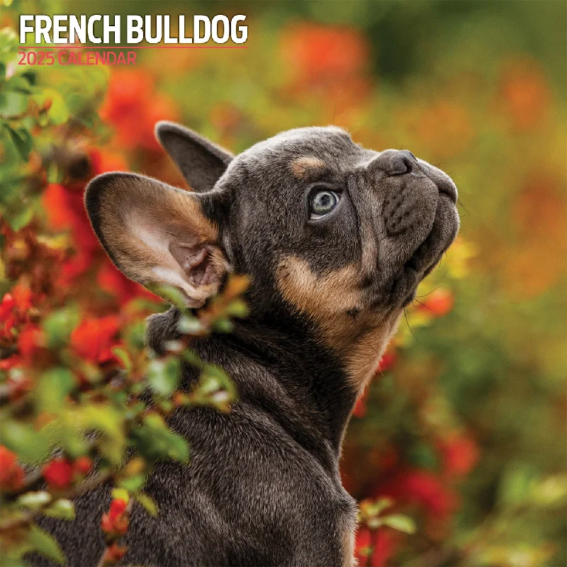 French Bulldog Traditional Calendar 2025