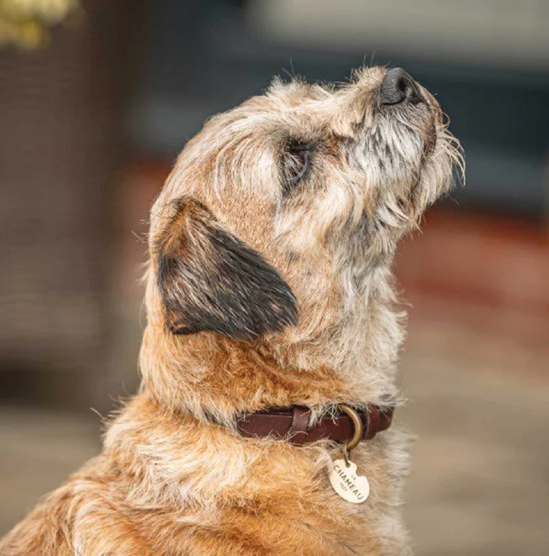 Le Chameau Marron Dog Collar