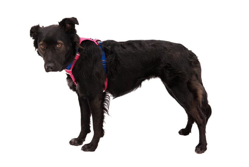 Ruffwear Hi & Light Lightweight Harness